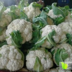 河南虞城雪玉菜花供应量大 个头均匀