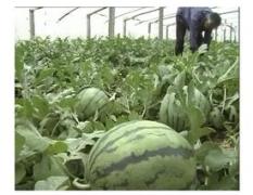陕西临渭冠龙西瓜还有三天大量上市