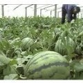 陕西临渭冠龙西瓜还有三天大量上市
