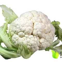 河北邯郸菜花雪宝价格详情电联