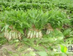 河北涿州青皮莴苣0.2-0.3元，量大 价格面议