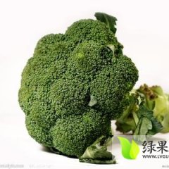 山东岱岳有机西兰花上万亩