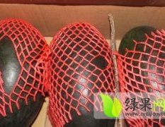 湖北宜城黑美人西瓜主导市场