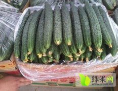 吉林扶余德瑞特721黄瓜产量低 价格1.2元左右