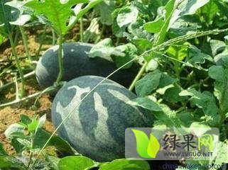 黑美人价格