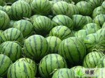 陕西大荔京欣0.25元