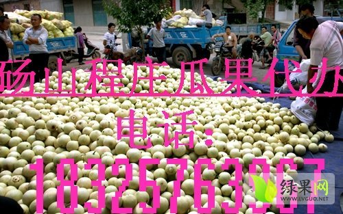 郁金香价格