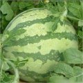 陕西华阴黑皮无籽西瓜5-8月大量供应