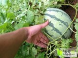 2014年河南夏邑8424西瓜价格