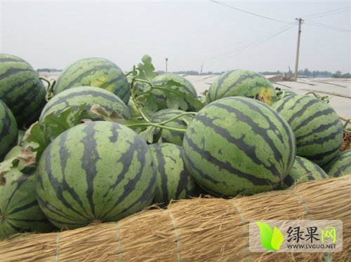 2014年山东泗水京欣价格