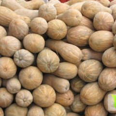 广西西乡塘黑皮冬瓜一天供应400多万斤