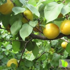 陕西大荔金太阳杏：双泉镇陈思明