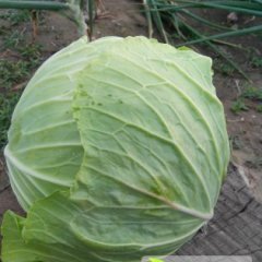 周口市红花镇屠合意：春玉甘蓝0.18元/斤