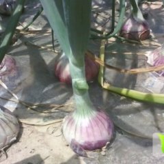 河南虞城黄皮洋葱：花寺魏春雷