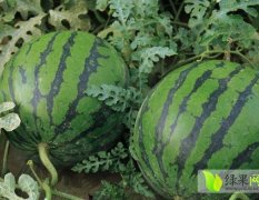 新疆吐鲁番市抗2大果王西瓜5月中旬上市