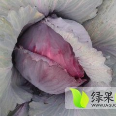 河南邓州紫甘蓝种植面积达五百余亩