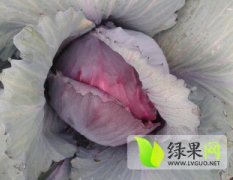 河南邓州紫甘蓝种植面积达五百余亩