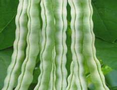 河南博爱将有优质白芸豆大量上市