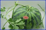 江苏新沂8424西瓜一周内将大量上市