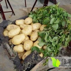 四川彭州本周土豆价格5角至6角之间