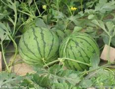 自家西瓜 无需代办费 4万斤左右