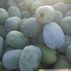 山东莘县青皮小冬瓜