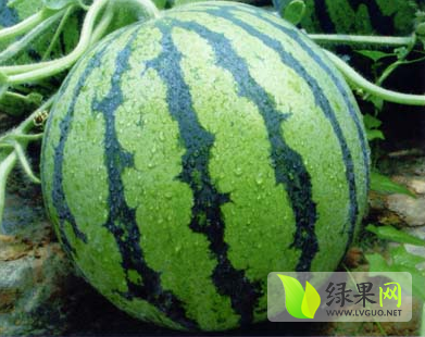 2014年安徽砀山京欣价格