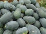扶绥甘蔗新地产出的黑美人西瓜已经6~8成熟了
