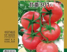 北京大量供应北番301番茄种子