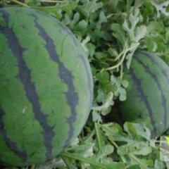 陕西蒲城供应：京欣，黑无籽， 甜王系列