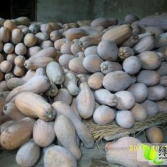 湖北嘉鱼新蔬密本南瓜