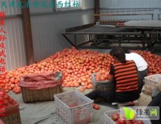 天津天马54西红柿5月-8月现大量上市