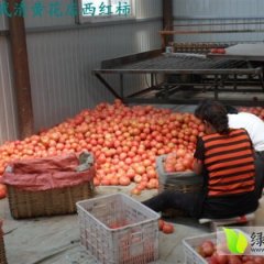 天津天马54西红柿5月-8月现大量上市