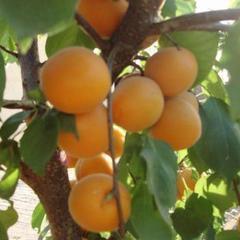 陕西大荔金太阳杏已经上市啦