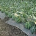安徽太和8424西瓜：8424西瓜张先生