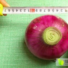 河南沁阳紫皮洋葱上市 目前价格略低