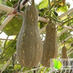 广西西乡塘密本南瓜今年产量不高 欲购从速