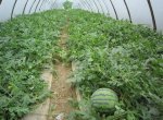 陕西蒲城麒麟西瓜预计20号大量上市