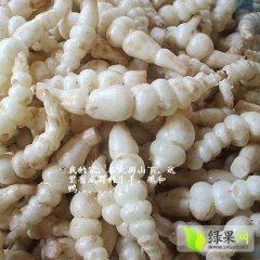 湖北黄冈蕲春大别山特地藕地参虫草参地蚕子水三七