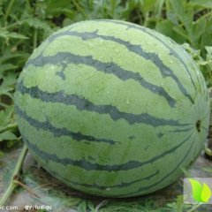 浙江绍兴2014年度8424西瓜开始大量上市