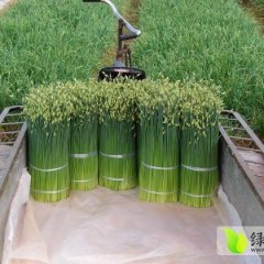 河北肃宁韭苔寻求各地合作经销商