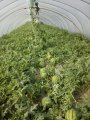 种植无公害8424西瓜