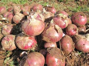 山东巨野10万余亩洋葱预计6月份全面上市