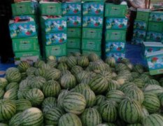 河南夏邑农户手里有大量的8成以上的西瓜