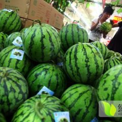 陕西青皮核桃早熟苹果红香酥梨大量上市