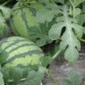 陕西大荔西瓜种植品种全 口感好
