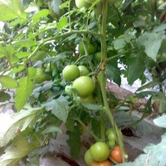 虎门果利来市场203号信谊蔬菜代卖西红柿