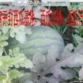 河南通许龙卷风6到8月是黄金上市期