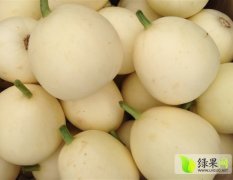 山东青州208甜瓜：东夏镇杨磊