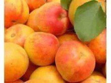 陕西大荔太平红杏6月中旬成熟